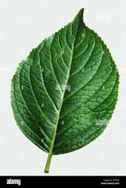Image result for leaf margin entire