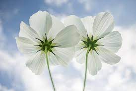 Download the perfect flower image on burst. 45 Types Of White Flowers With Pictures Flower Glossary