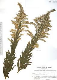 Image result for Microglossa