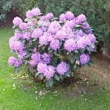 Rhododendron Sollten Jahrlich Geschnitten Werden Um Ihre Blute Zu Fordern Garten Pflanzen Pflanzen Garten