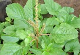 Image result for Amaranthus thunbergii