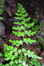 Image result for Lindsaeaceae