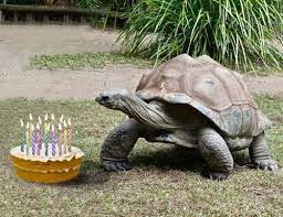 Which Tortoises Have The Longest Lifespan And Which Have The Shortest Tortoise Expert