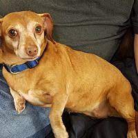 Maybe you would like to learn more about one of these? Westminster Maryland Dachshund Meet Rosie A For Adoption Https Www Adoptapet Com Pet 24926637 Westminster Maryland Dachshund Adoption Dog Adoption Pets