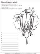 Biology Coloring Pages Worksheets Asu Ask A Biologist Flower Anatomy Biology Worksheet Plant Science
