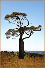 Queensland Bottle Tree Weird Trees Bottle Tree Bottle Trees