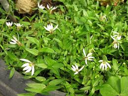 Image result for Lobelia chireensis