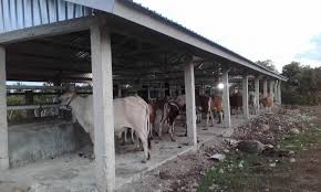 Bibit sapi limosin super dan simental | sahabat sapi ke kandang bibit sapi super. Teknik Bangunan Dan Air Denah Kandang Sapi Pt Inti Karya Sejahtera