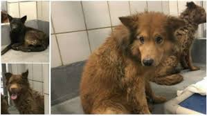 76112, 76114, 76115 & 76119. Acs Explains Difficult Decision To Euthanize 33 Of 49 Dogs Rescued From Cruelty Situation