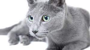While you keep the russian blue cat at your place, there are various phases to look for properly. 8 Elegant Facts About Russian Blue Cats Mental Floss