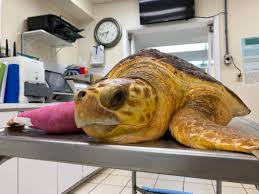 Doctor removes giant tumor from Florida Keys sea turtle ...