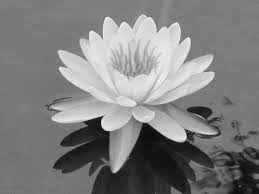 Black And White Water Lily Flower Tattoo Water Lily In Black And White Tattoo Shading Black And White Water Lily