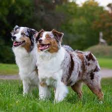 • австралийская овчарка сборник видео 2020 аусси australian shepherd dog video compilation 2020 aussie. Australian Shepherd Geschichte Charakter Passion Hund