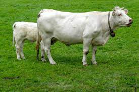 pin by kat slavings on french 1 cattle breeds cattle cow calf dairy breeds