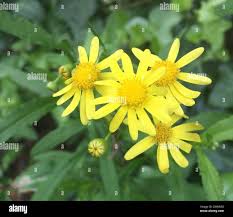 Image result for Senecio madagascariensis