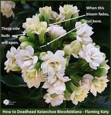 Kalanchoe Blossfeldiana Care Reblooming Kalanchoe Blossfeldiana Flowering Succulents Kalanchoe Flowers
