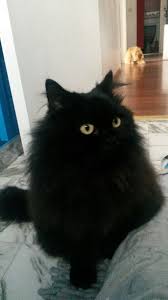 British Longhair Cat Aesthetic All Black Cat Cats And Kittens