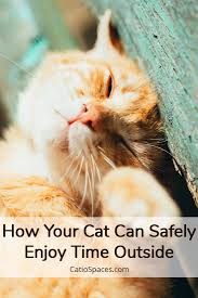 We did not find results for: How Your Cat Can Safely Enjoy Time Outside Catio Spaces