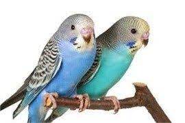 coolpetz social pet network muhabbet kusu beslemek icin 10 neden kuslar coolpetz muhabbet kuslari ve kus