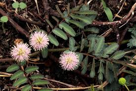 Image result for Mimosa pigra