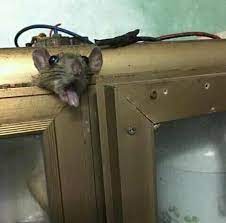 Cursed Rat : r/Cursed_Images
