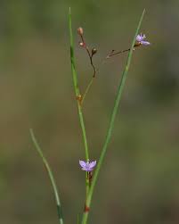 Image result for Murdannia stricta