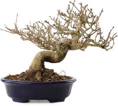 Image result for Premna hans-joachimii