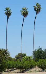 Washingtonia robusta is one of my favorite plants. Ufei Selectree A Tree Selection Guide