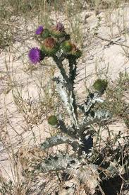 Image result for Carduus leptacanthus