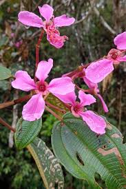 Image result for Dichaetanthera