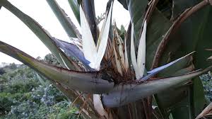 Image result for Strelitziaceae