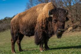 Face aux pyrénées, la ferme aux bisons est un immense espace de liberté de 70 ha où vivent des bisons, des daims, des yacks, des wapitis, des a la ferme aux bisons, vous avez aussi une petite ferme, endroit magique pour les enfants avec un contact direct avec les animaux de la ferme «des. La Ferme Aux Bisons Visite Commentee Activite 09500 Lapenne