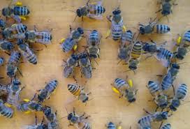 Lamy Bienen