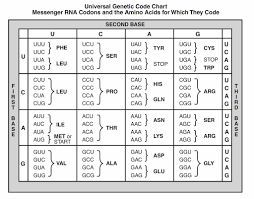 Dna Rna Protein Synthesis Pdf