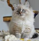 Siberian Cat Breed Profile | Petfinder