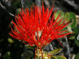 Wind, water (ocean), and wings (birds). Hawaiian Plants And Tropical Flowers A Guide To The Tropical Flowers Plants And Wildflowers Of Hawaii