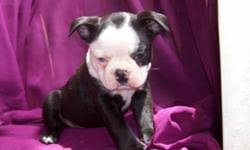 If you would like to reserve your puppy in advance, you may do so by paying a $200.00 down payment, along with sending your preference of color and gender. Boston Terrier Puppies Price 300 00 For Sale In Lubbock Texas Your City Ads
