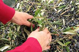 La Semaine De La Recolte Des Olives En Toscane L Italie De Katharina Le Meilleur Blog Sur L Italie