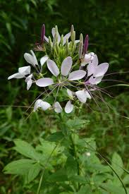 Image result for Cleome houtteana