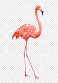 Time do flamengo tier 3. Flamingomalen Flamingo Zeichnen Tiere Kunst Schnabel Png Pngwing