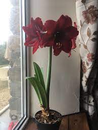 Amaryllis They Don T Flower For Long But Damn They Re Beautiful Gardening
