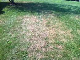 Lawn grub control & treatment. What To Do When Grubs Kill Your Lawn Tomlinson Bomberger