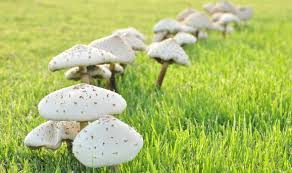 No plants can be watered here, but neither will they grow or die! How To Get Rid Of Mushrooms In The Garden And Why They Re Actually Good For Your Grass Express Co Uk
