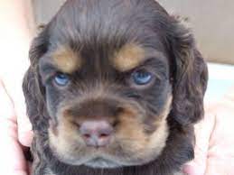 Cocker Spaniel Puppies For Sale Cocker Spaniel Puppies Spaniel Puppies For Sale Spaniel Puppies