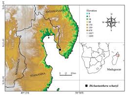 Image result for Dichaetanthera