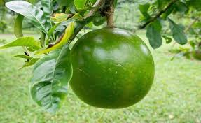 16 Khasiat Manfaat Buah Berenuk Untuk Kesehatan Khasiatsehat Com Buah Tanaman Obat Kesehatan