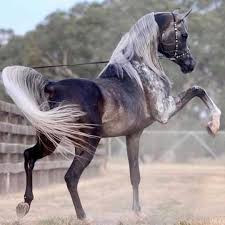 Pin By هبة الله On الخيل Largest Horse Breed Horses Horse Breeds
