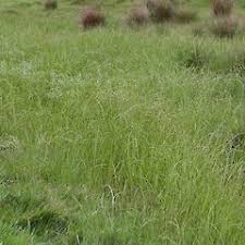 Image result for Glyceria fluitans