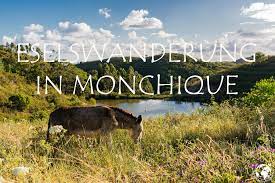 Check spelling or type a new query. Eselswanderung Im Monchique Gebirge Borboleta Meets World