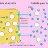 Osmosis is the diffusion of water across a semipermeable membrane. 3